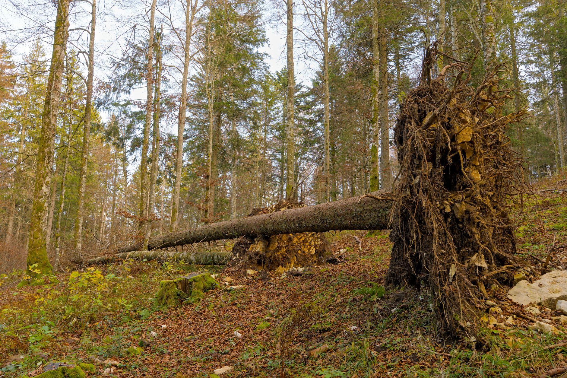 Enlèvement Arbre Urgence à Noisy-le-Sec